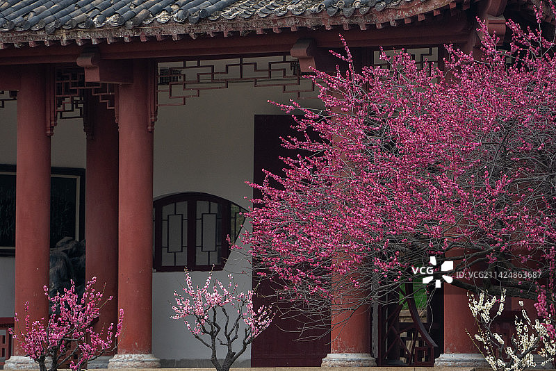 武汉东湖梅园古建筑梅花图片素材