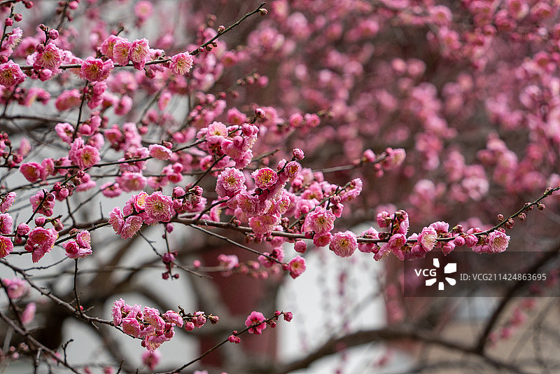 武汉东湖梅园古建筑梅花图片素材