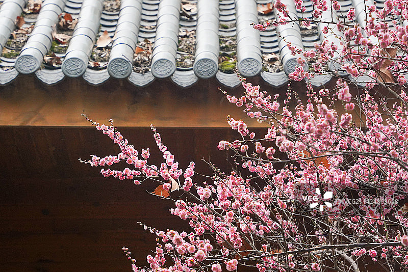 武汉东湖梅园古建筑梅花图片素材