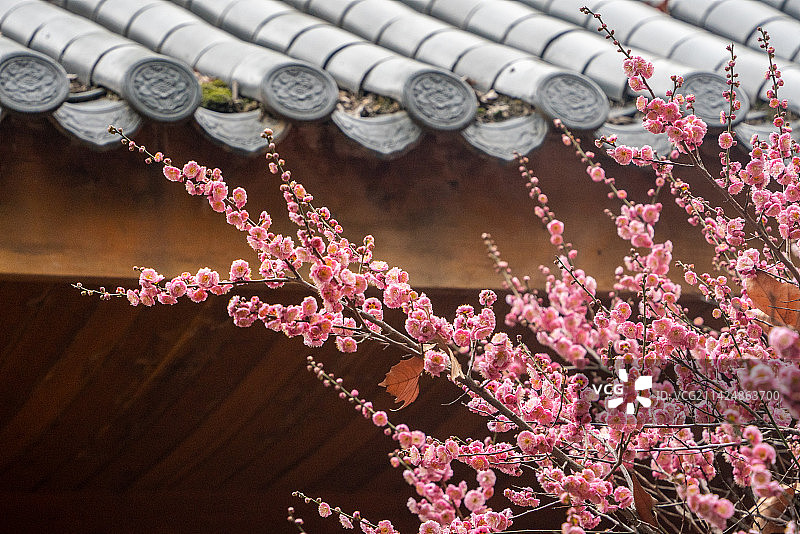 武汉东湖梅园古建筑梅花图片素材