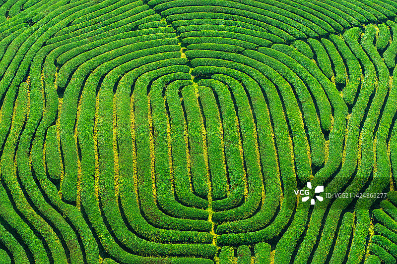福建省南平市武夷山市武夷山茶园春季户外风光高视角图片素材
