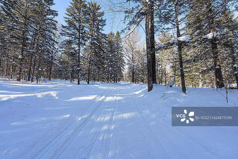 中国东北雪乡冬天森林图片素材