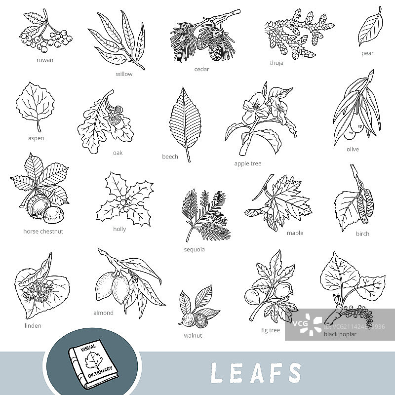 树叶和水果黑白合集图片素材