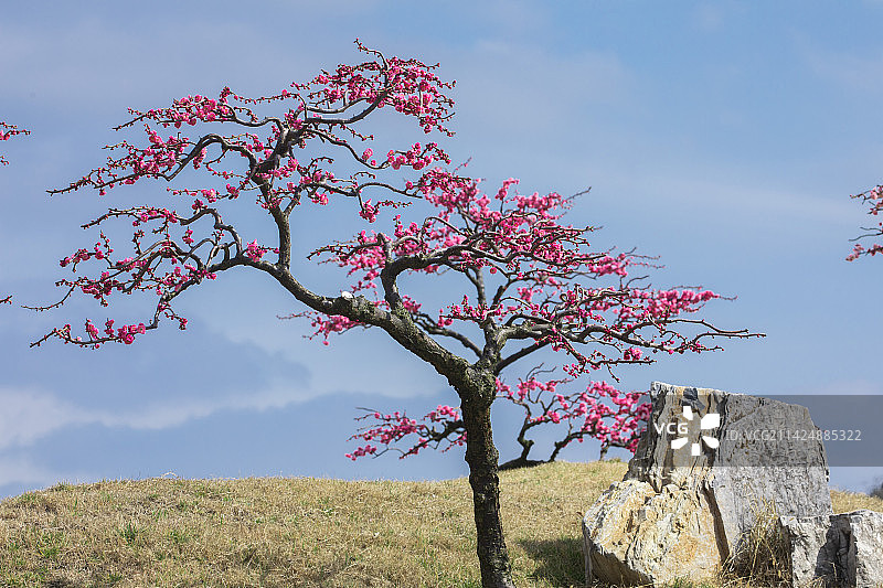 梅花盆景园的各种梅花树，梅花开了图片素材