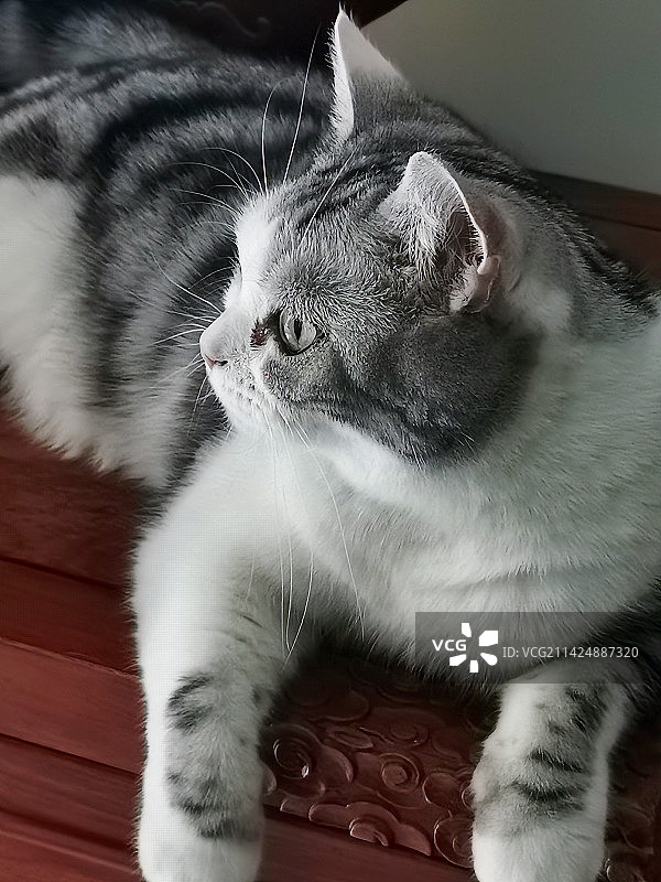 猫坐在家里的特写镜头图片素材