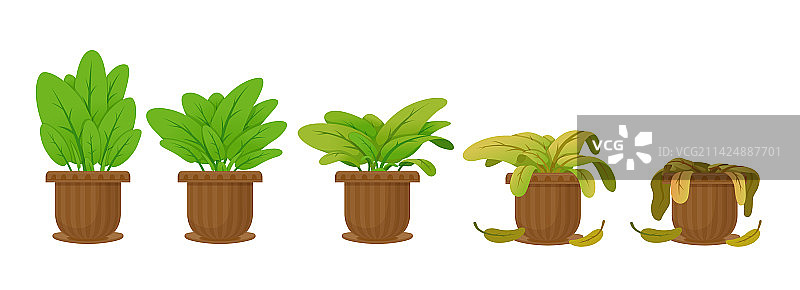 盆栽植物枯萎阶段扁平图图片素材