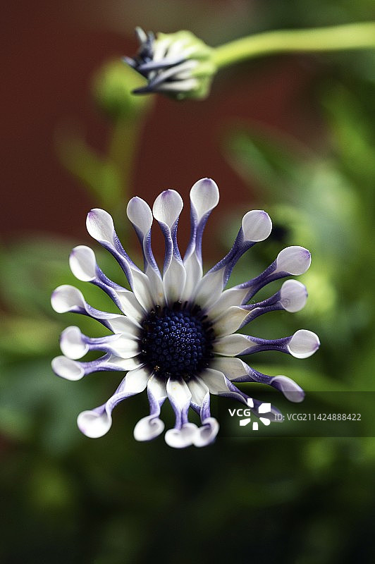 蓝眼菊图片素材