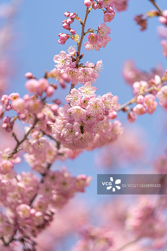 武大樱花 樱花特写图片素材