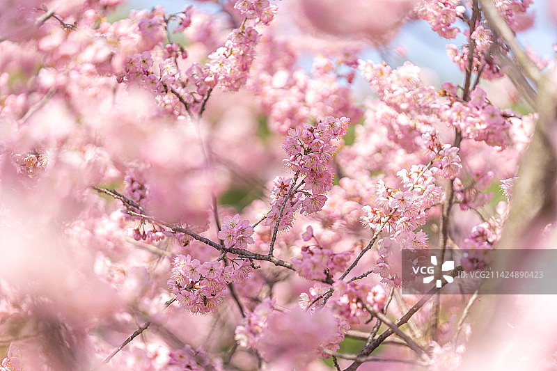 武大樱花 樱花特写图片素材