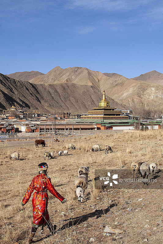 在郎木寺前放羊的红色藏袍姑娘图片素材