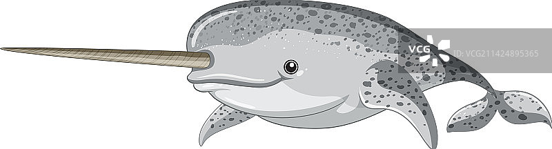 白色背景下的独角鲸图片素材