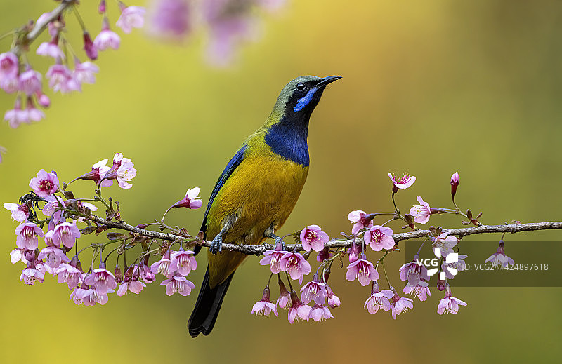 樱花与橙腹叶鹎图片素材
