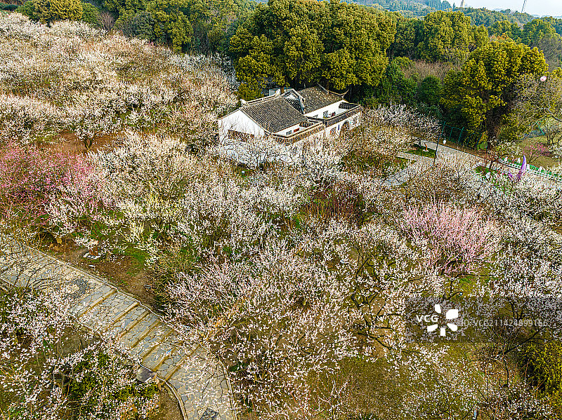 苏州光福香雪海春天梅花开图片素材