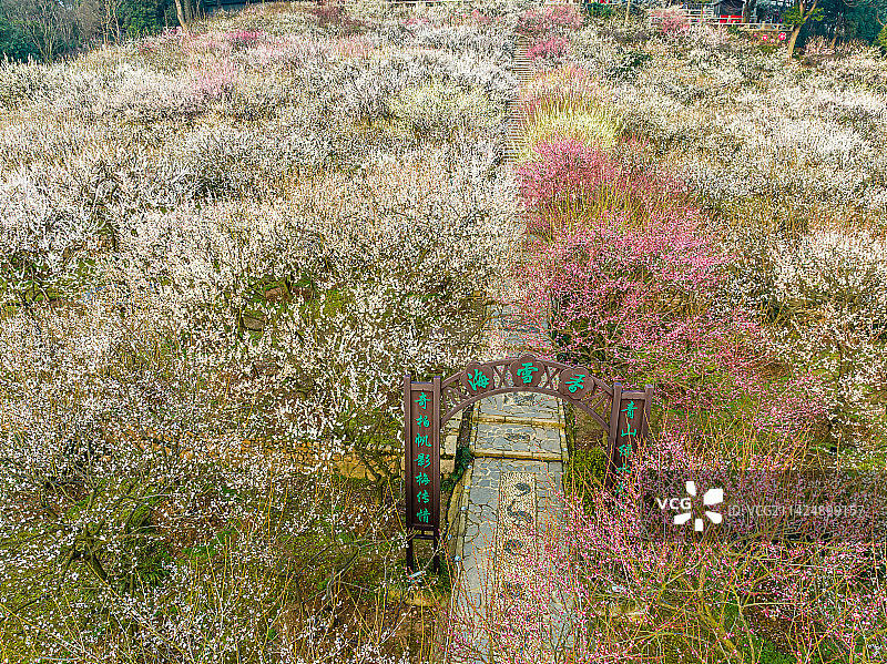 苏州光福香雪海春天梅花开图片素材
