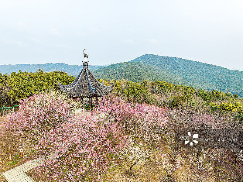 苏州光福香雪海春天梅花开图片素材