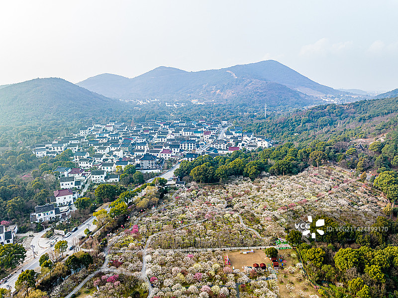苏州光福香雪海春天梅花开图片素材