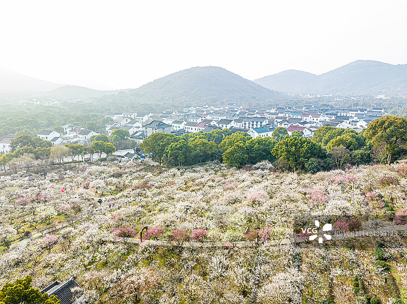 苏州光福香雪海春天梅花开图片素材