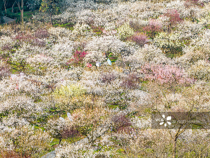 苏州光福香雪海春天梅花开图片素材