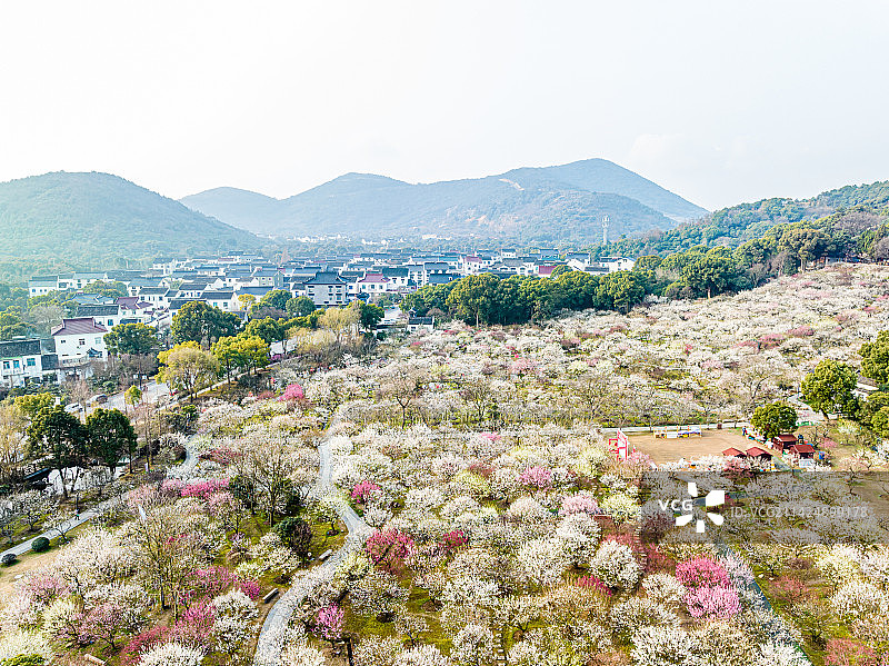 苏州光福香雪海春天梅花开图片素材