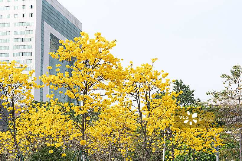 城市中盛开的黄花风铃木图片素材