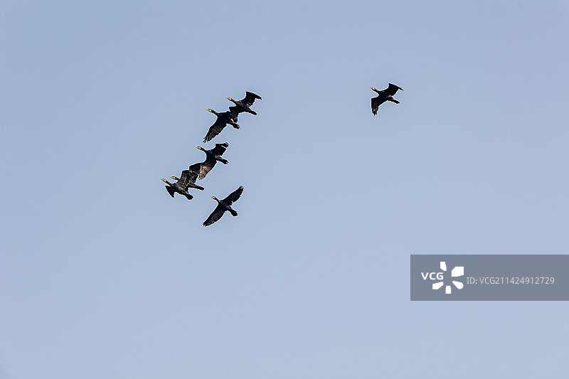 天空中飞翔的大雁图片素材