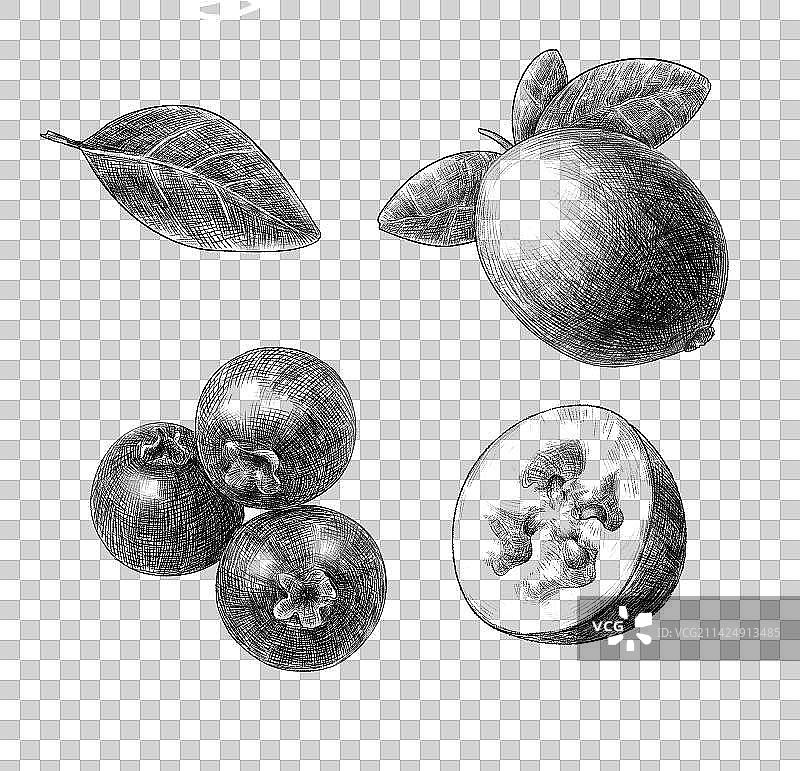 手绘蔓越莓图片素材