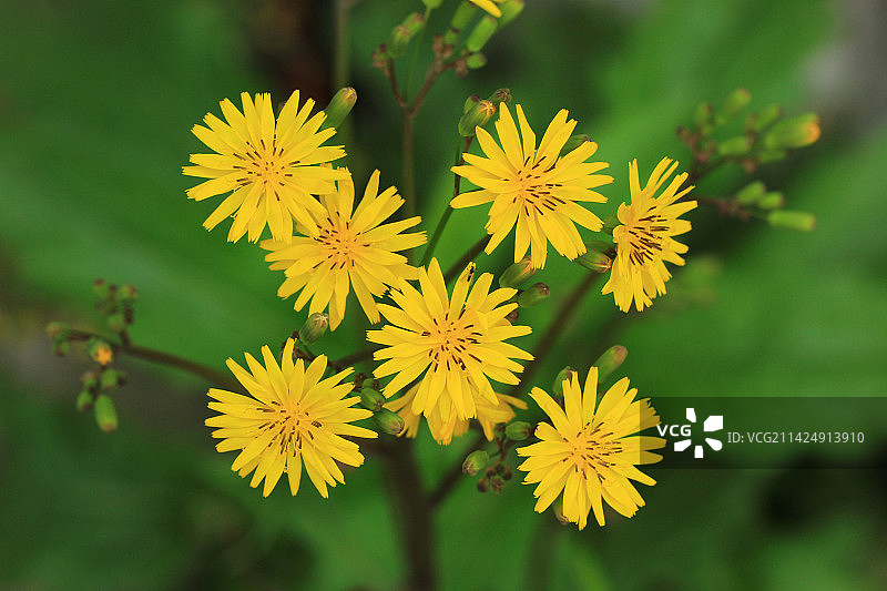 苦菜花，苦苣菜，黄色的野花图片素材
