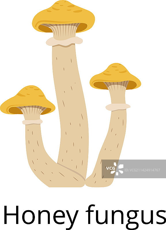 野生蘑菇蜜环菌图标森林自然图片素材