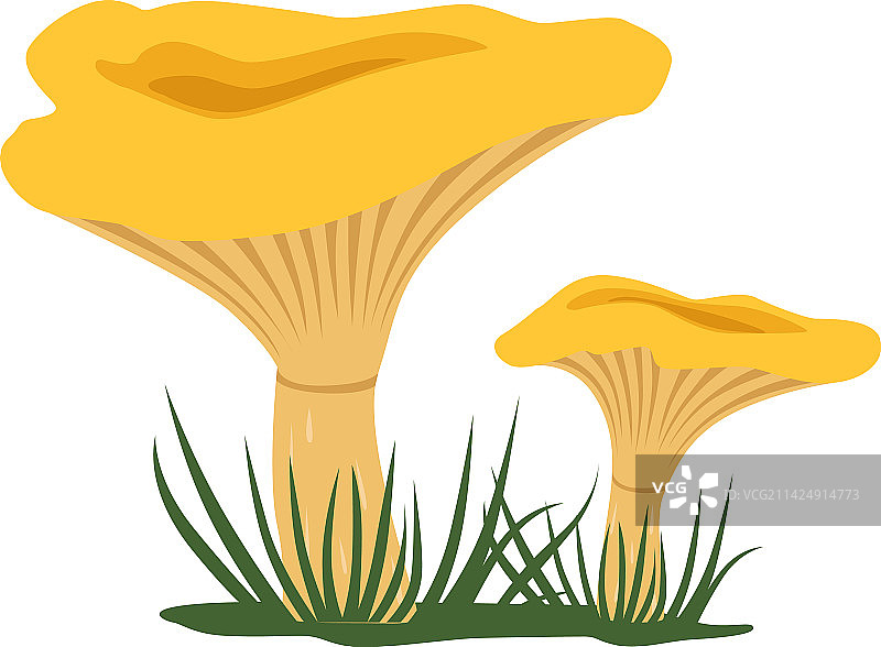 生长的鸡油菌森林自然元素图片素材