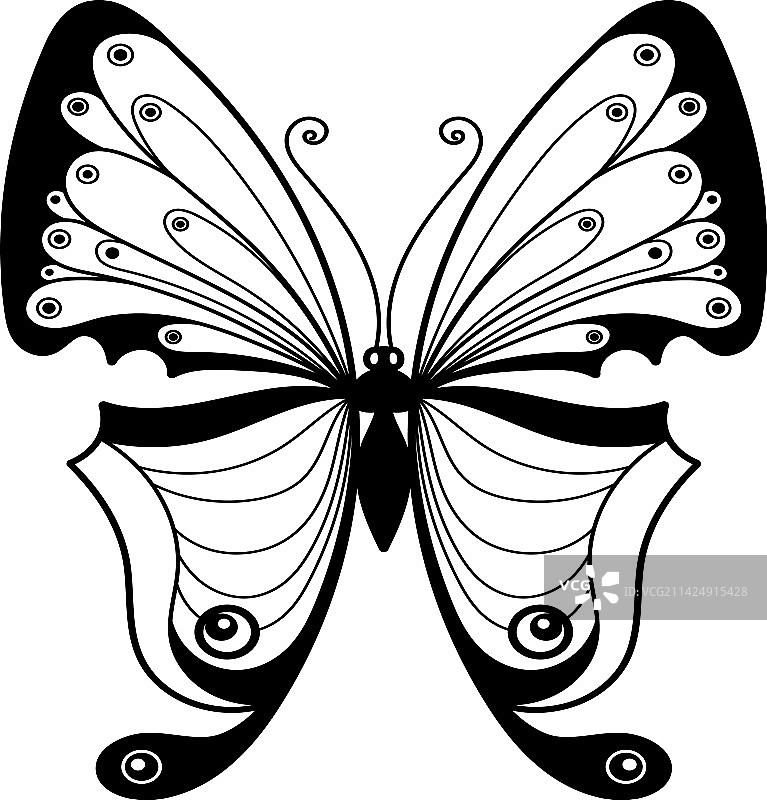 装饰性黑色花纹蛾翅图片素材