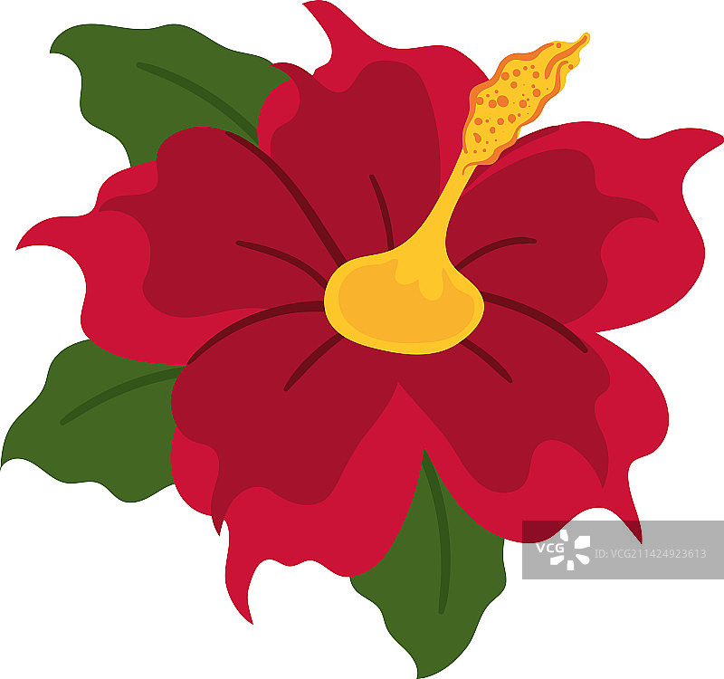 芙蓉花与叶图片素材