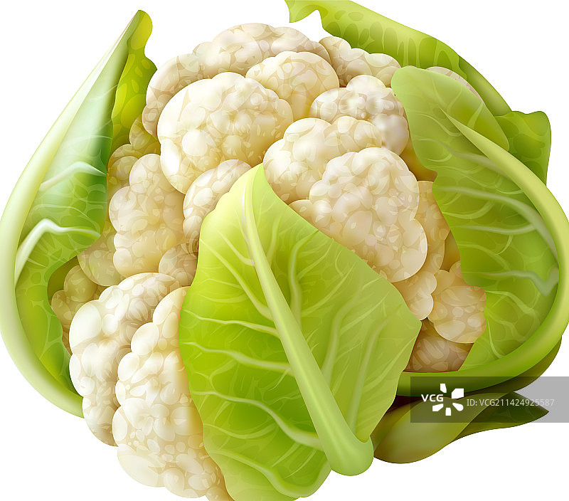 逼真的花椰菜芽苗组合图片素材
