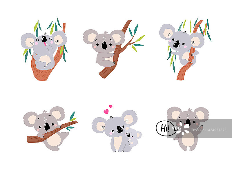 桉树上的澳大利亚动物考拉熊图片素材