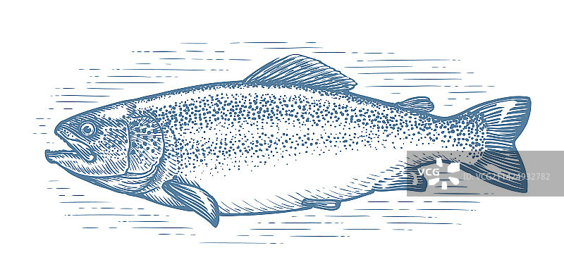 孤立的鳟鱼素描图片素材