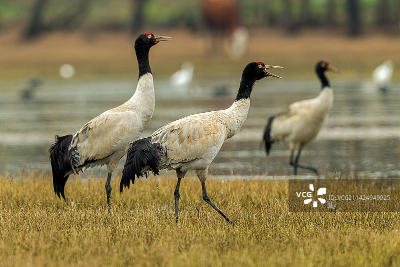 黑颈鹤图片素材