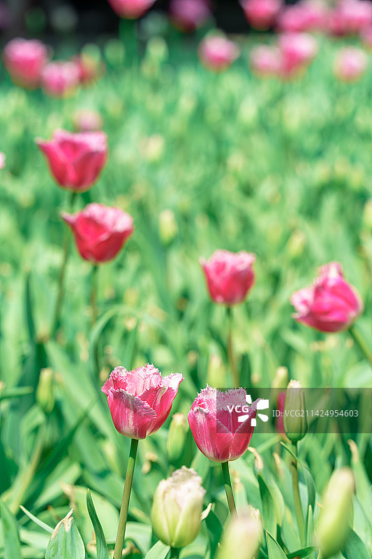 粉色花瓣郁金香图片素材