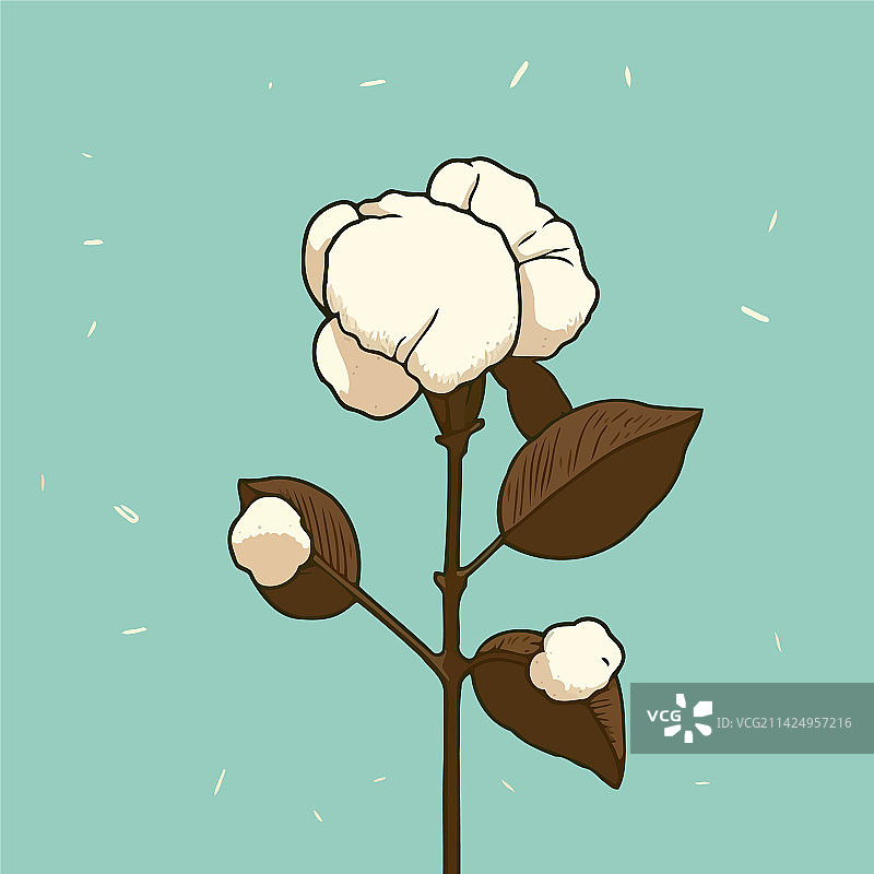 农场棉花种植图片素材