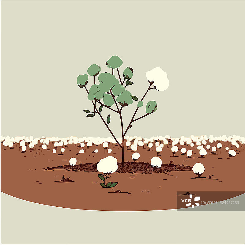 农场棉花种植图片素材