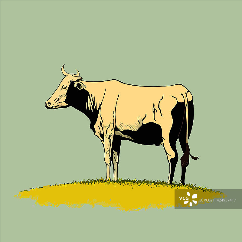 农场动物成年大奶牛图片素材