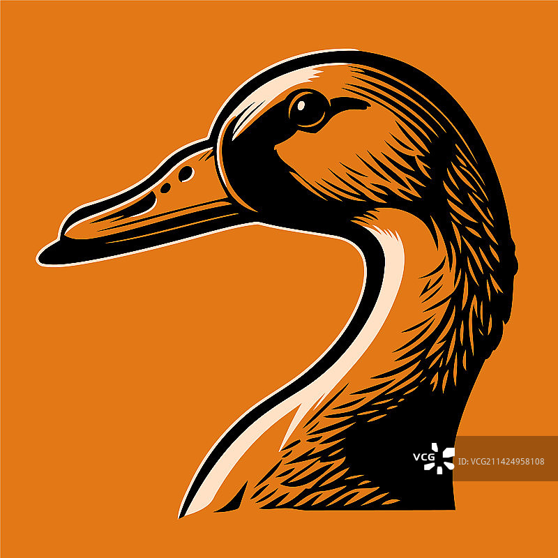 水禽鸭子头部图片素材