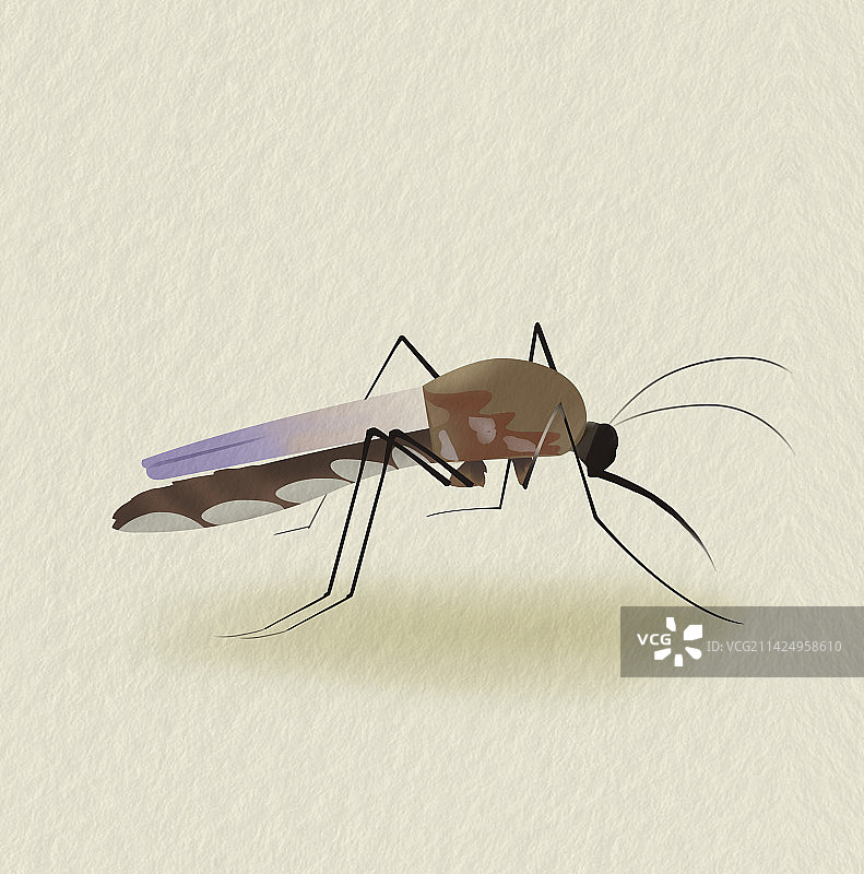 害虫昆虫虫子夏天蚊子插画图片素材