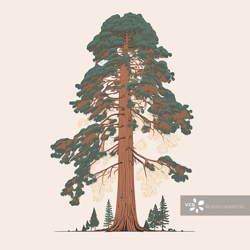 成年巨杉树图片素材