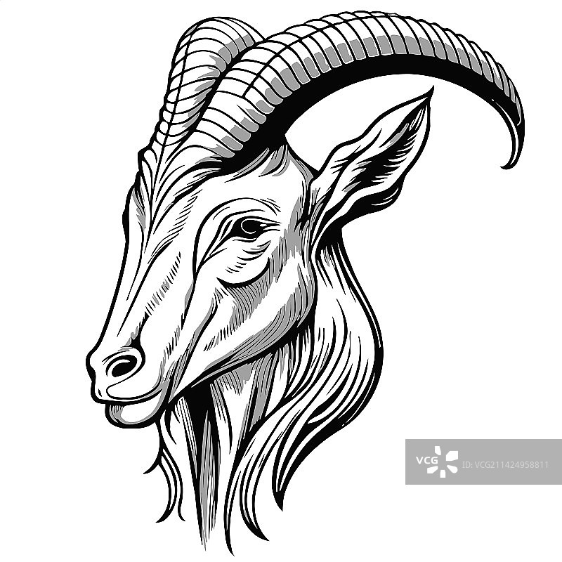 家山羊动物头像图片素材