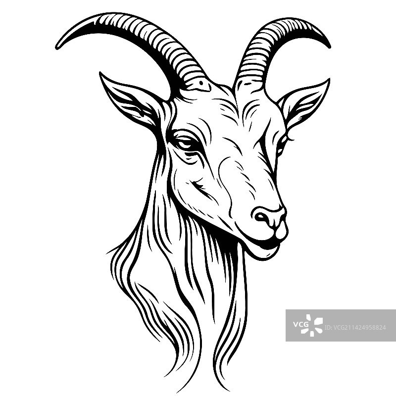 家山羊动物头像图片素材