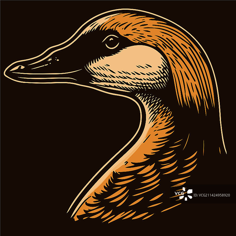 水禽鹅头图片素材