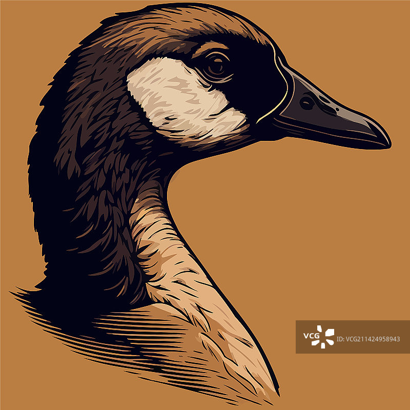 水禽鹅头图片素材