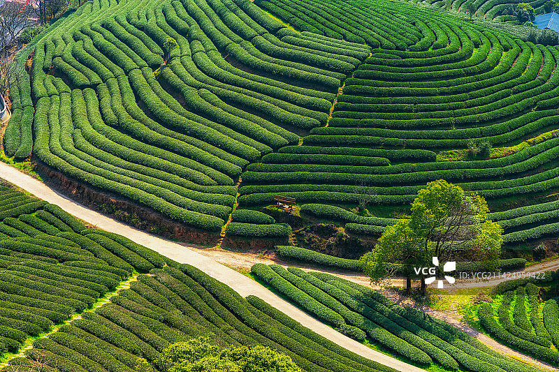 福建省南平市武夷山市武夷山茶园春季户外风光高视角图片素材