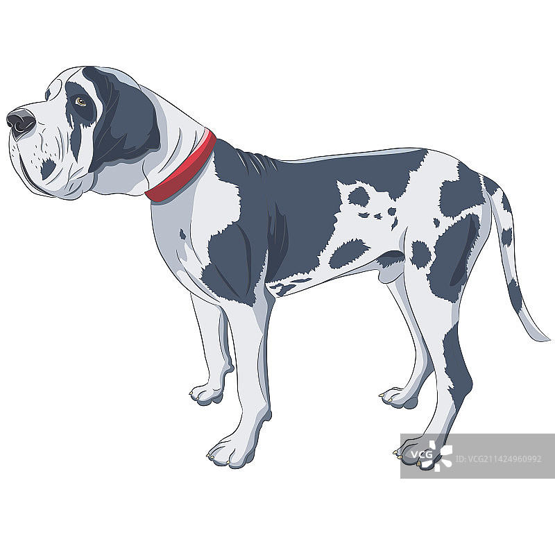 白色大丹犬（白色背景）图片素材