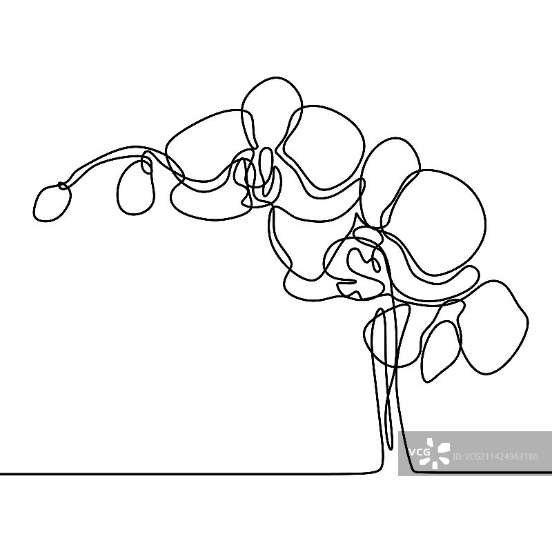 手绘兰花单线画图片素材