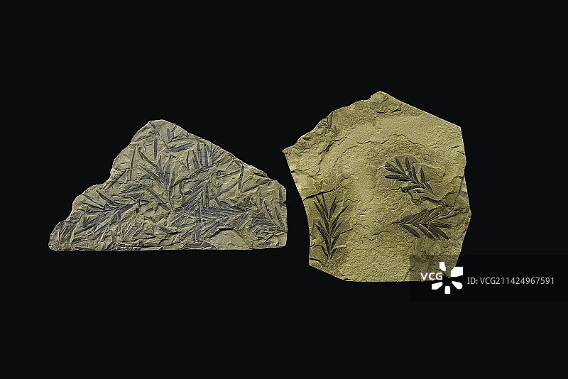 中国古代植物化石，批针形林德勒枝图片素材